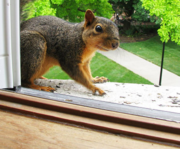 5 Easy Ways to Get Rid of Squirrels from Your Property - Wildlife ...