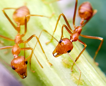 Two red ants sitting on a plant stem.