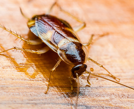 A black and brown cockroach sitting on a wood surface.