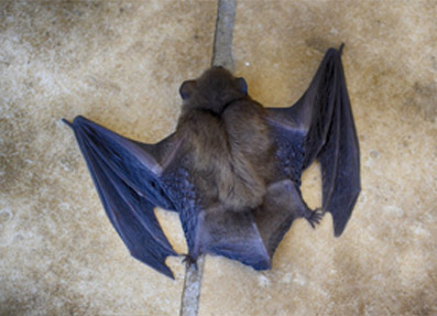 A bat with blue wings lying on the ground with its wings untucked.