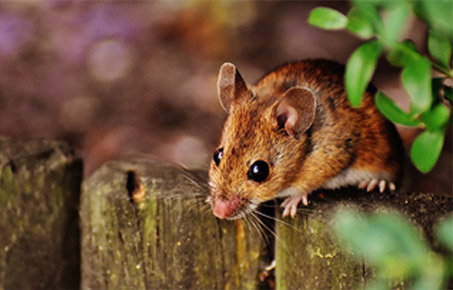 A brown rodent with black eyes sitting on a wooden fence, looking down at the ground.