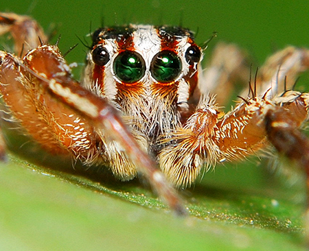 Closeup of a white and brown spider with 4 green eyes looking directly at the camera/viewer.