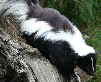 skunk in backyard