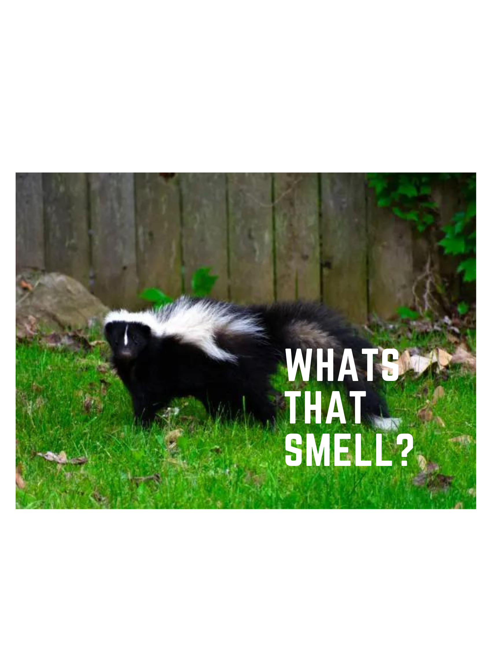 skunk in backyard