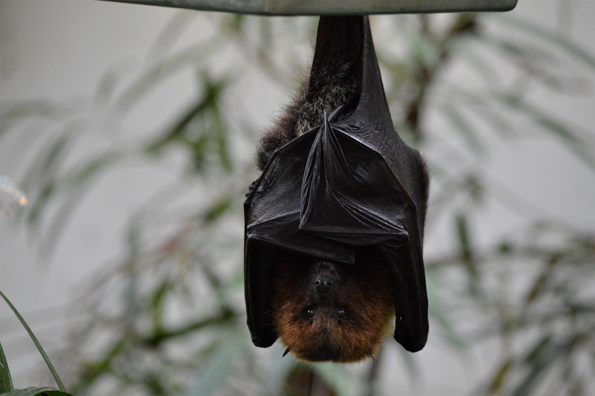 A bat hanging upside down in an open space.
