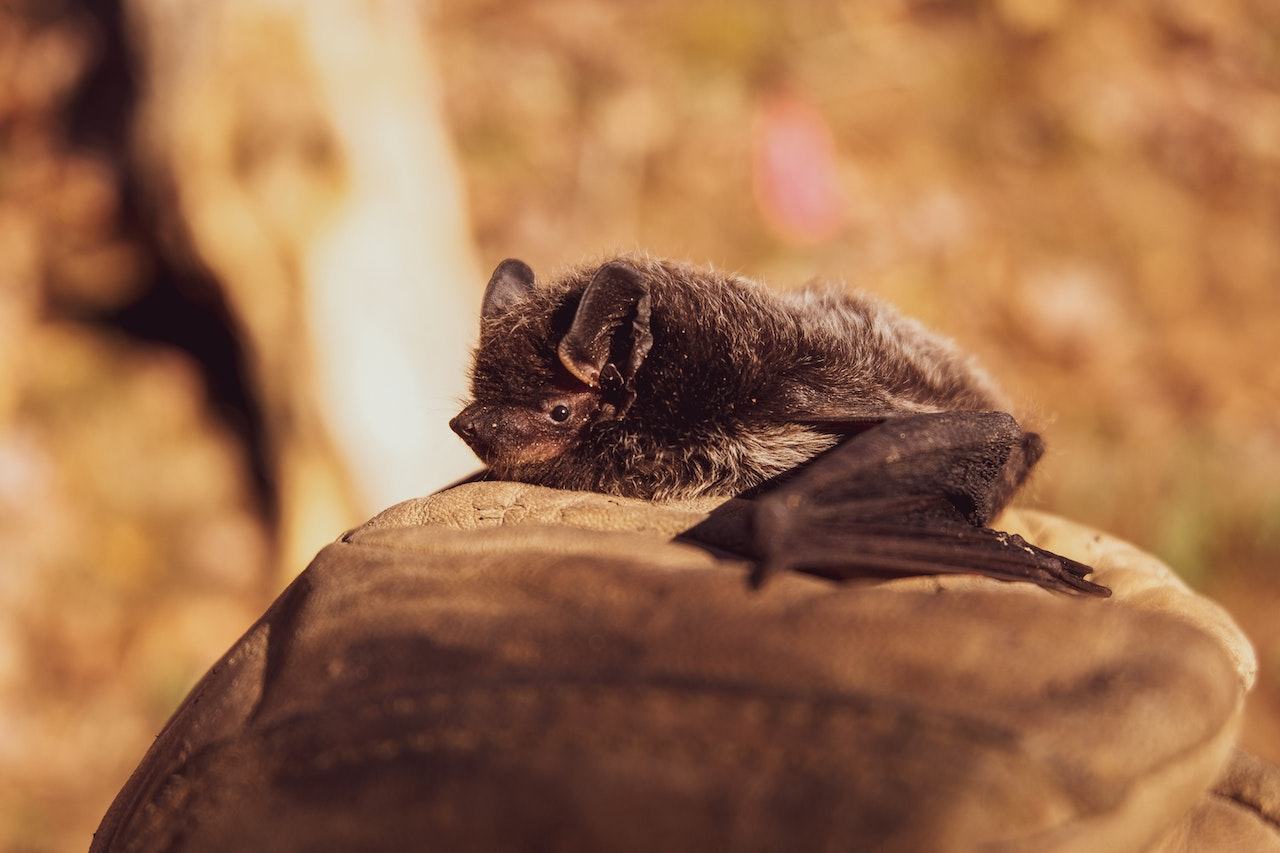 A close up of a bat resting in a light space.