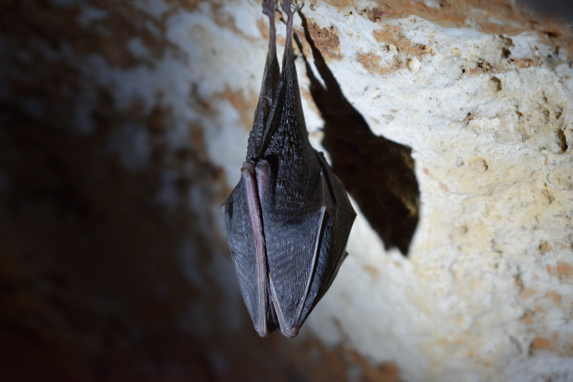 A bat closed up upside down in a residential property.
