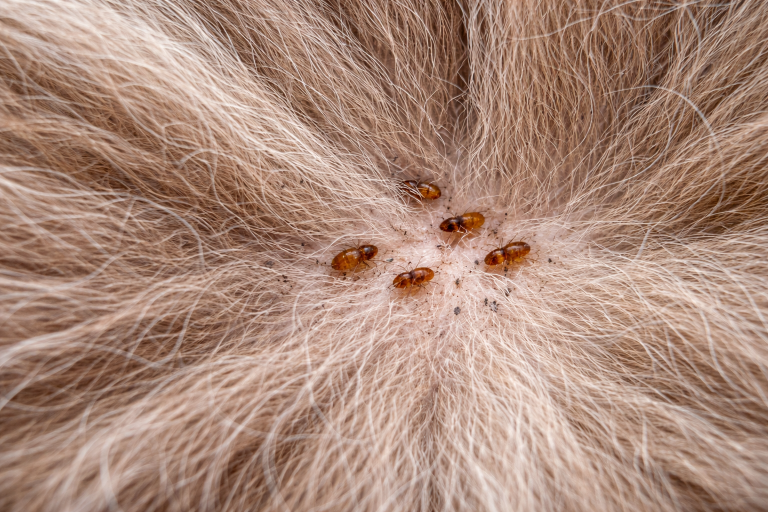 A close up image of a dog with fleas in its fur.