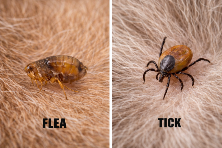 A side-by-side image of a flea and a tick on animal fur.