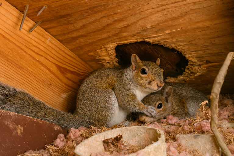 A couple of squirrels huddle together in a nest. There is a hole in the roof of the attic where they have entered.