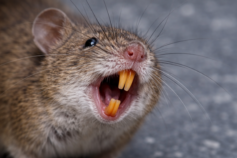 A mouse is baring it's teeth.