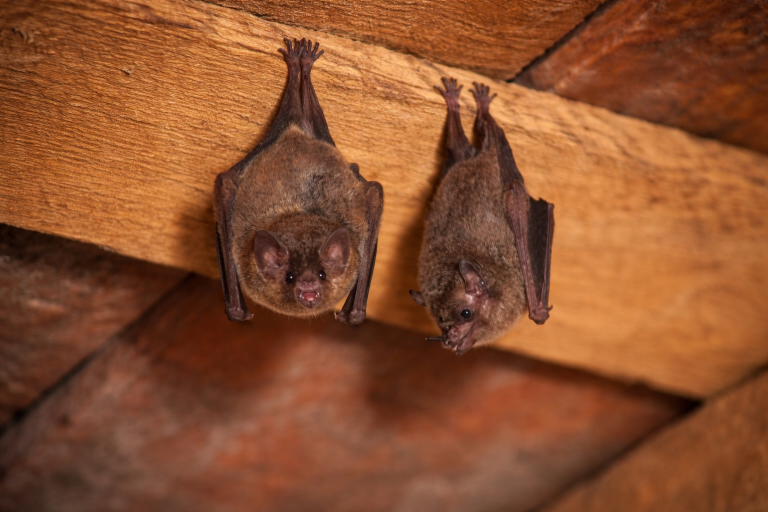 A couple of bats hang from an attic ceiling.