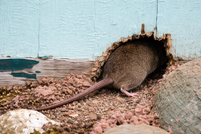 A rat enters a house through a hidden entry point.