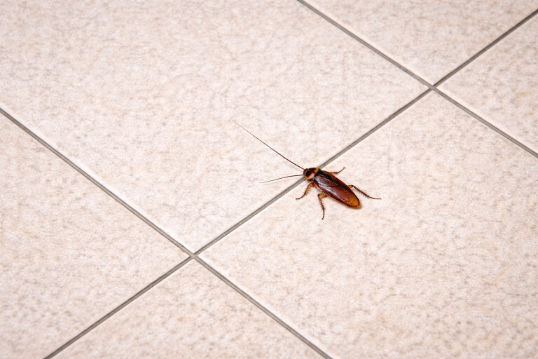 A cockroach on a tile floor.