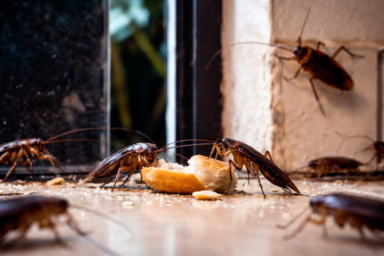 An infestation of cockroaches.