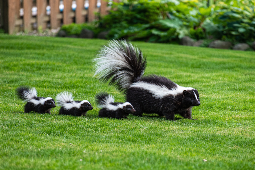 A mother skunk and her babies walk across a backyard.