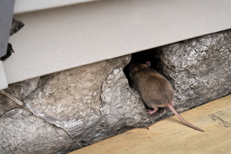 A mouse enters a hole in the stone foundation of a house.