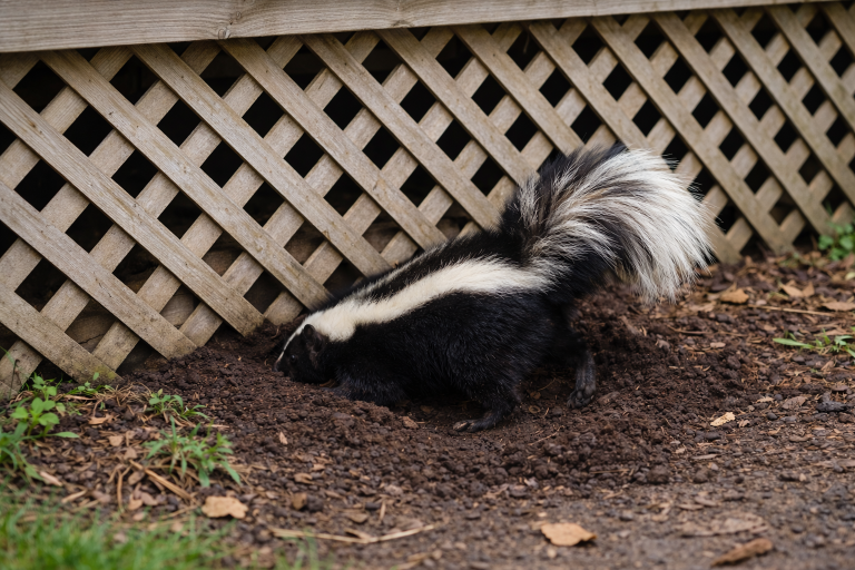 A skunk digs underneath a deck.
