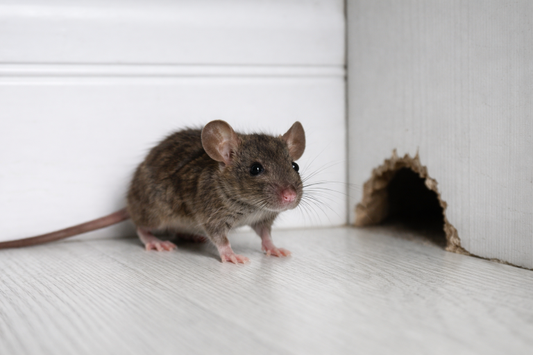 A mouse stands by a hole in the wall.