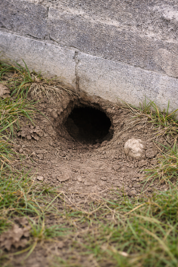 A rat burrow outside of a building.