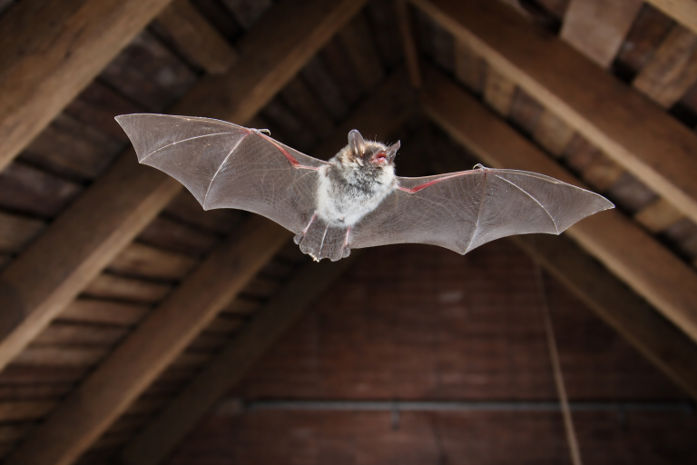 A bat flying around an attic.