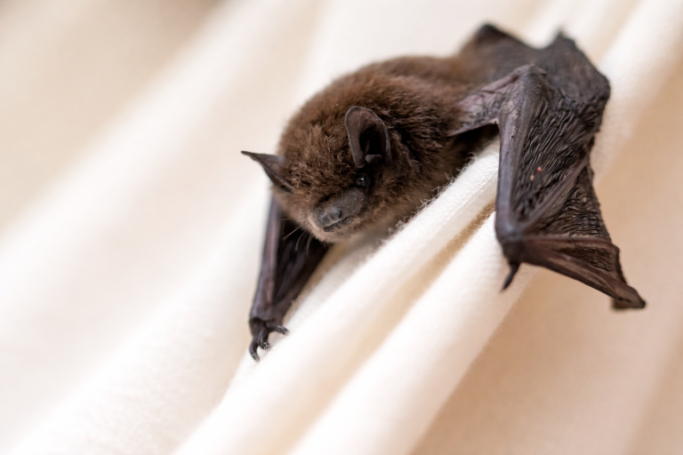 A close-up shot of a bat hanging on a curtain.