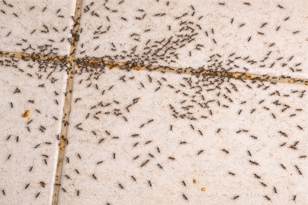 Why You’re Seeing Ants in the Kitchen Every Spring