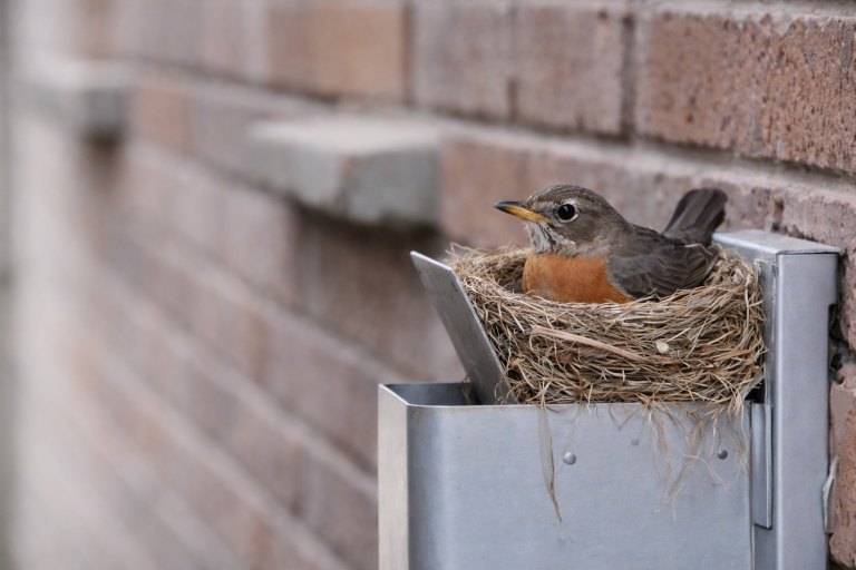 A bird sits in a nest on the vent of a house.