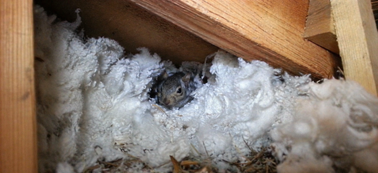A squirrel nesting within the insulation of an attic.