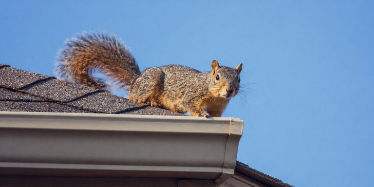 A squirrel on the roof of a house.