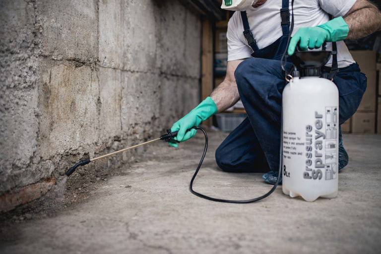 A professional pest control technician sprays the basement of a house for spiders.