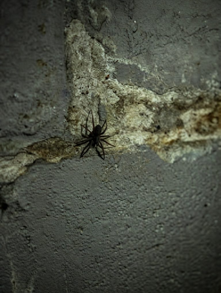 A spider on a concrete basement wall.