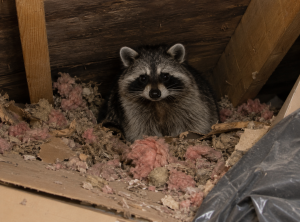 A raccoon in an attic surrounded by insulation debris.