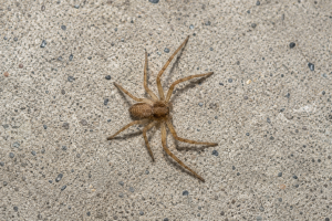 A common house spider on a concrete wall.