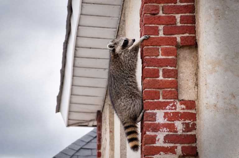 A raccoon climbs up the side of a house.