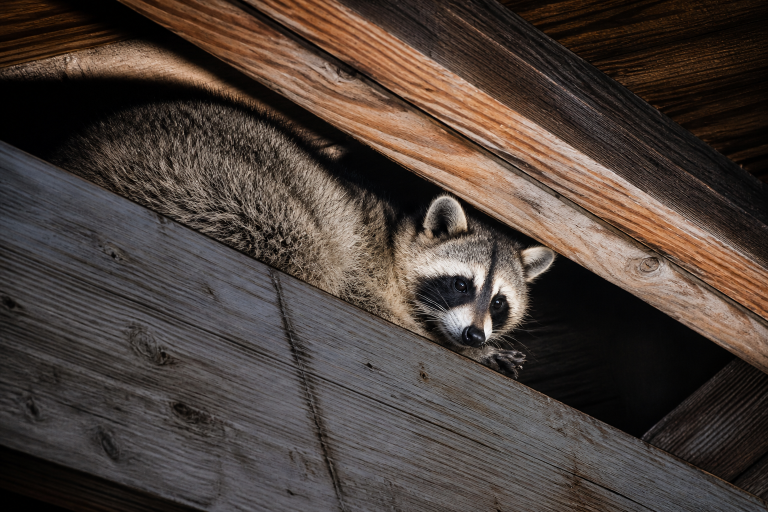 A raccoon rests on the wooden rafters of an attic.