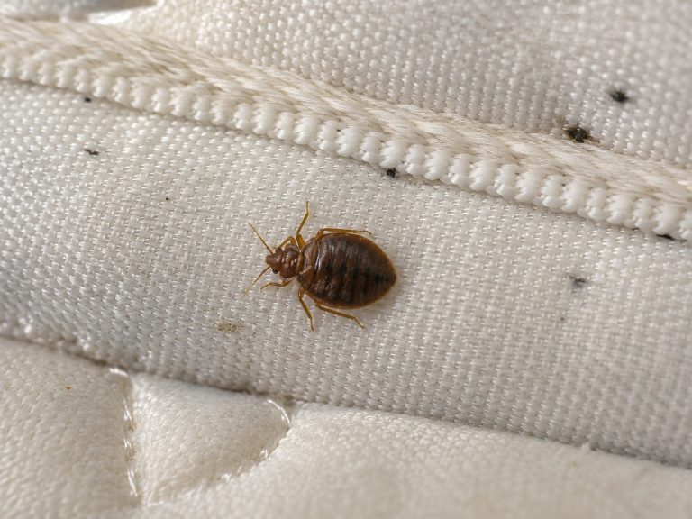 A close-up of a bed bug on a dirty mattress.