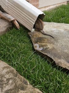 A mouse entering a downspout.