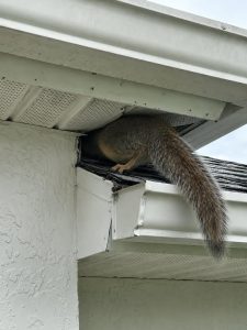A squirrel entering through a damaged soffit.