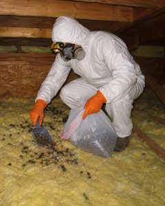 A professional wildlife technician cleaning raccoon feces in an attic.