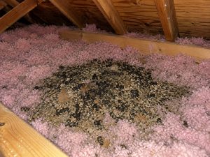 Raccoon feces and debris in an attic.