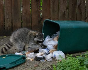 A raccoon searches garbage from a garbage bin that's been knocked over.