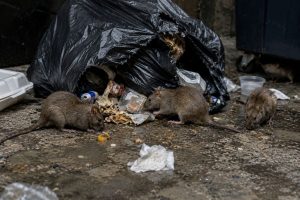 A few rats scavenging through a torn garbage bag.