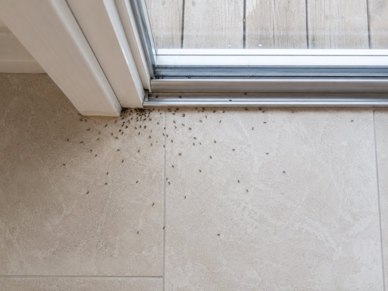 From a birds eye view; A group of ants on an interior floor by a patio door.