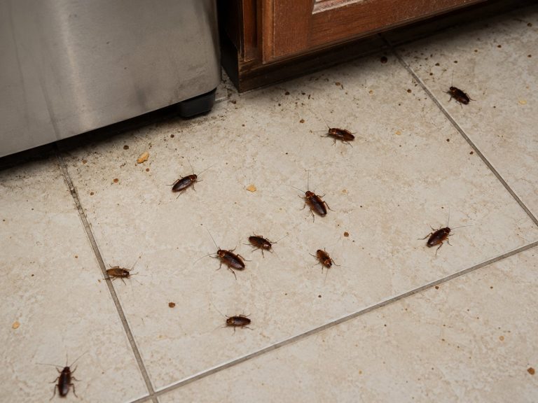 Cockroaches on a kitchen floor.