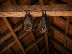 Two bats hanging from a beam in an attic.