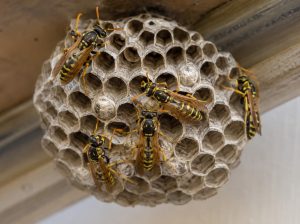 Wasps on a paper wasp nest.