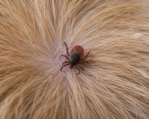 A tick on a dog.