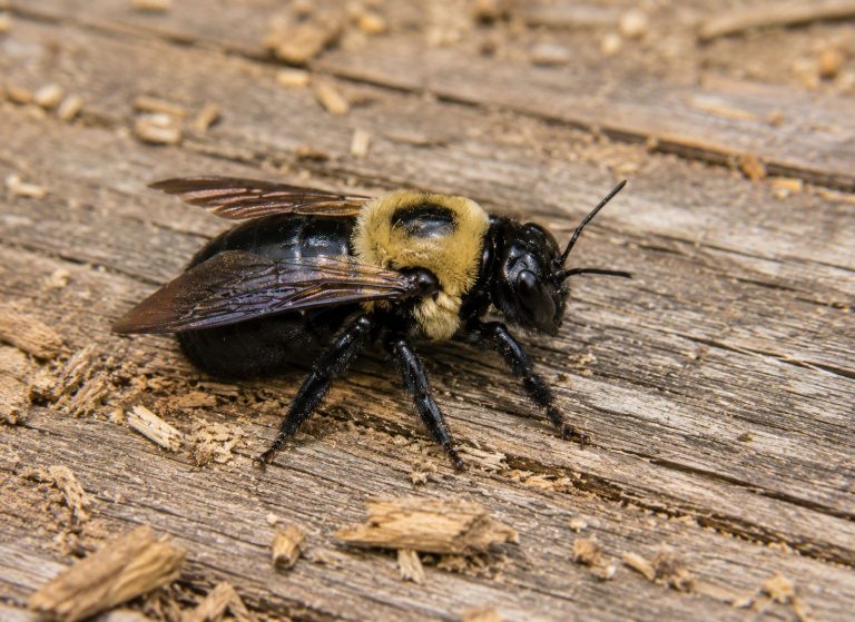 A close-up of a carpenter bee.