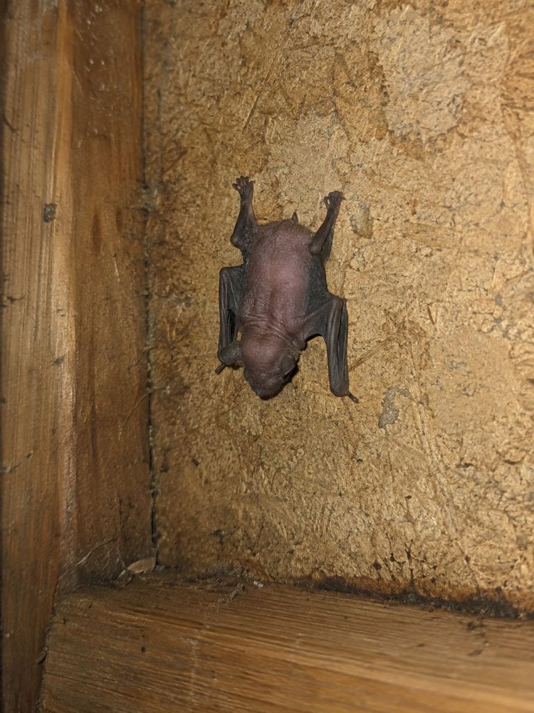 A baby bat on an attic wall.